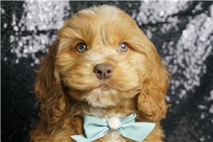 Armstrong - Cockapoo for sale