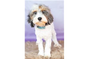Westin - Cockapoo for sale
