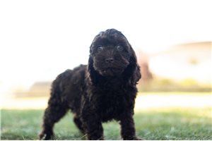 Diego - Cockapoo for sale