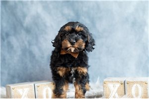 Gage - Cockapoo for sale