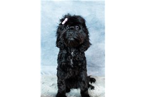 Juniper - Cockapoo for sale