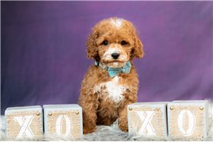 Wylder - Cockapoo for sale