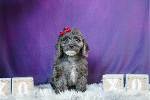Libby - Cockapoo for sale