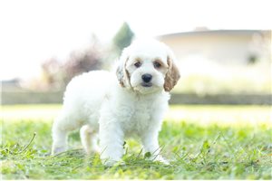 Claire - Cockapoo for sale