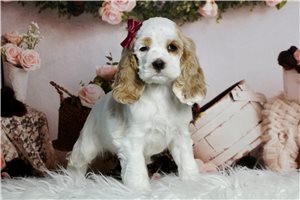 Whitley - Cocker Spaniel for sale