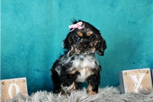 Sparia - Cocker Spaniel for sale