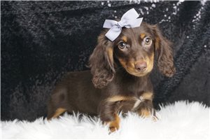 Lilly Bell - Dachshund, Mini for sale