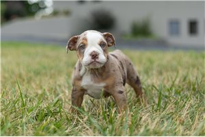 Sharmina - English Bulldog for sale