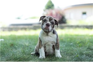 Brando - English Bulldog for sale