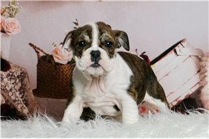 Vera - English Bulldog for sale