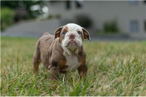 Stetson - English Bulldog for sale