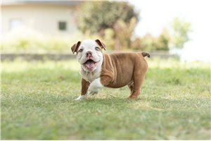 Titus - English Bulldog for sale