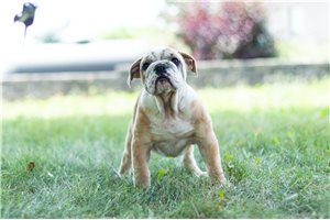 Barkleigh - English Bulldog for sale