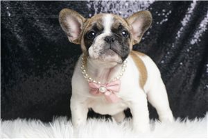 Layla - French Bulldog for sale