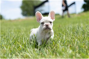 Mr Perry - French Bulldog for sale