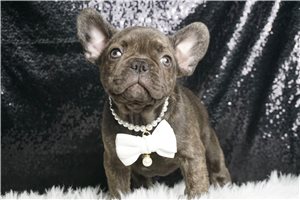 Levi - French Bulldog for sale