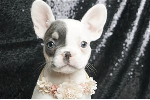 Welcome - French Bulldog for sale