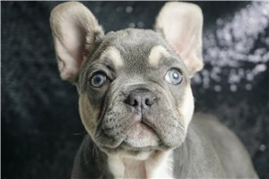 Grayson - French Bulldog for sale