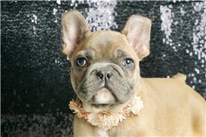 Camila - French Bulldog for sale