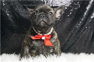 Lucas - French Bulldog for sale