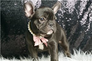 Claire - French Bulldog for sale