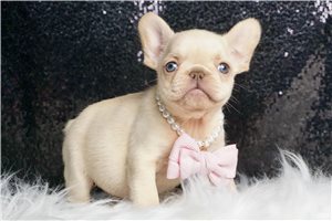 Grace - French Bulldog for sale