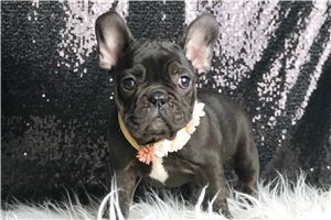 Cora - French Bulldog for sale