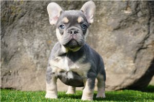 Tinsley - French Bulldog for sale