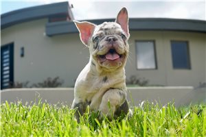 Genesis - French Bulldog for sale