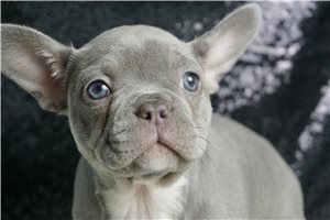 Gavin - French Bulldog for sale