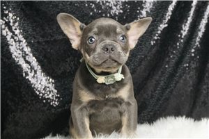 Asher - French Bulldog for sale