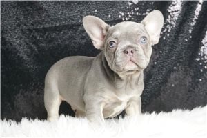 Giovanni - French Bulldog for sale