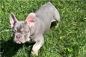 George - French Bulldog for sale