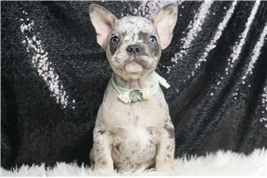 Wes - French Bulldog for sale