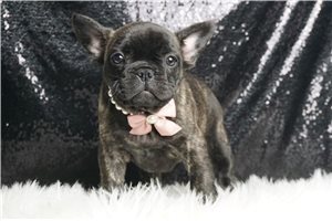 Lily - French Bulldog for sale