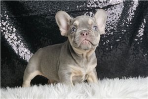 Graham - French Bulldog for sale