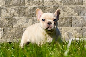 Hershel - French Bulldog for sale