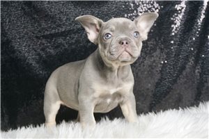 Gianna - French Bulldog for sale
