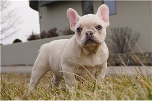 Ocean - French Bulldog for sale