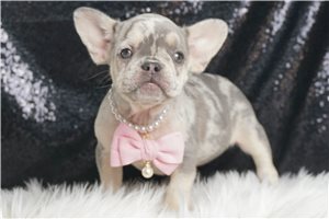 Wealthy - French Bulldog for sale