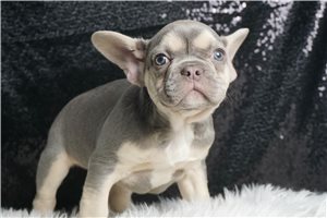 Gabriel - French Bulldog for sale