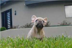 Grant - French Bulldog for sale