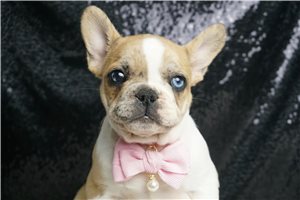 Luna - French Bulldog for sale