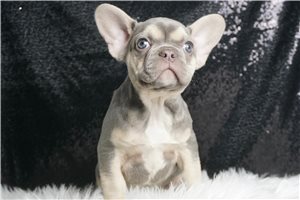 Gabriel - French Bulldog for sale