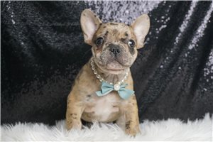 Liam - French Bulldog for sale