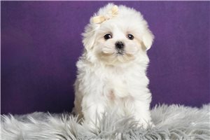 Tuesday - Maltese for sale
