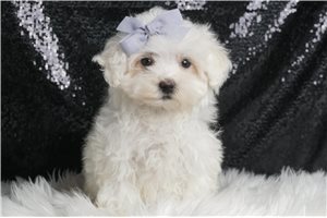 Wendy - Maltese for sale