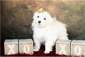 Jazzy - Maltese for sale