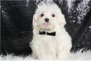 Tycho - Maltese for sale