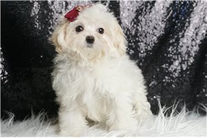 Trixie - Maltese for sale